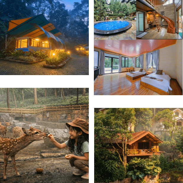 Safari Resort Experience