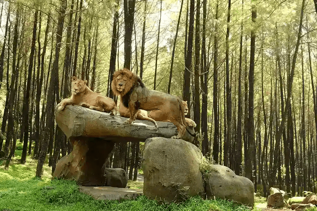 Safari Journey at Safari Resort