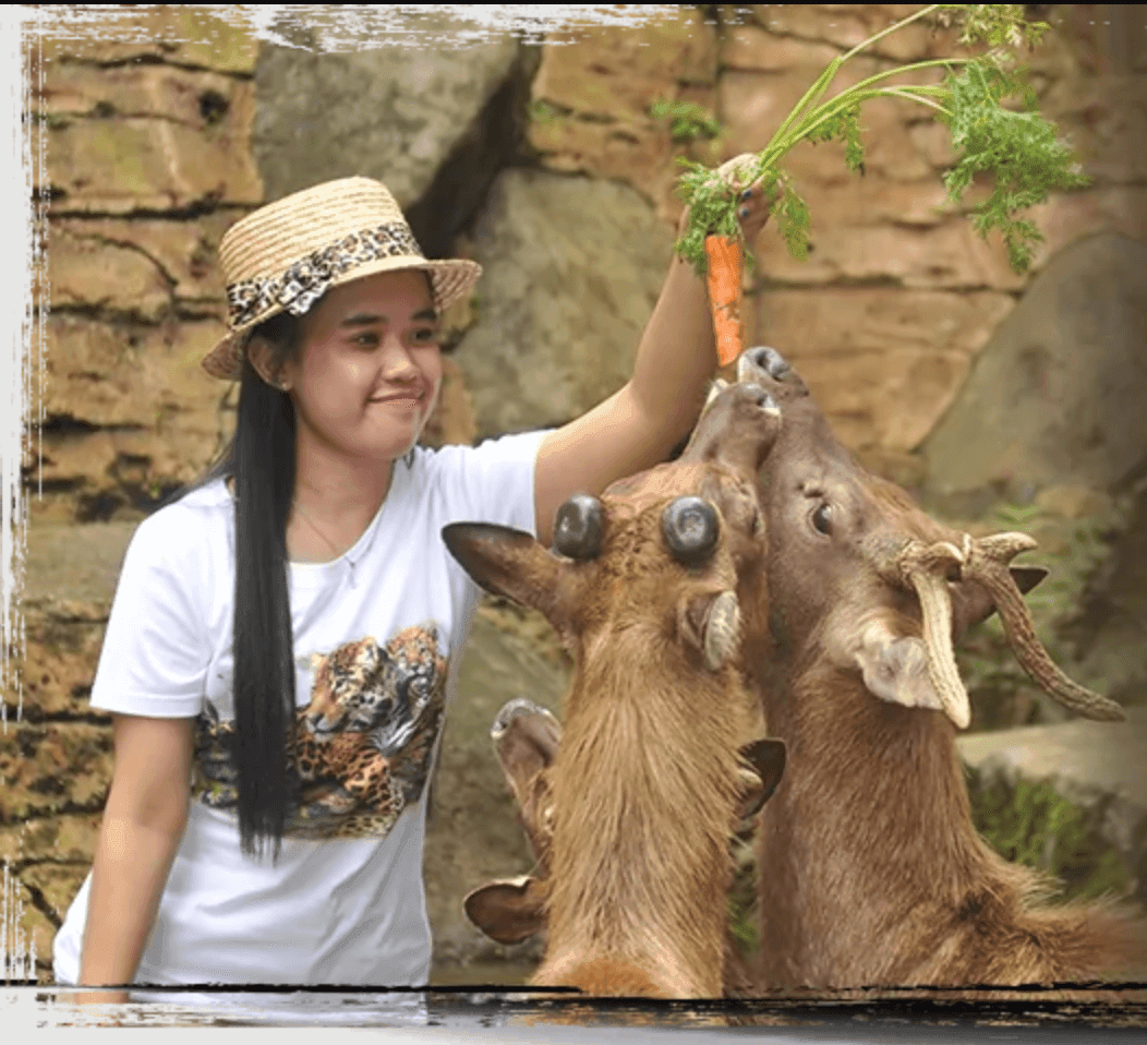 Deer Feeding at Safari Resort