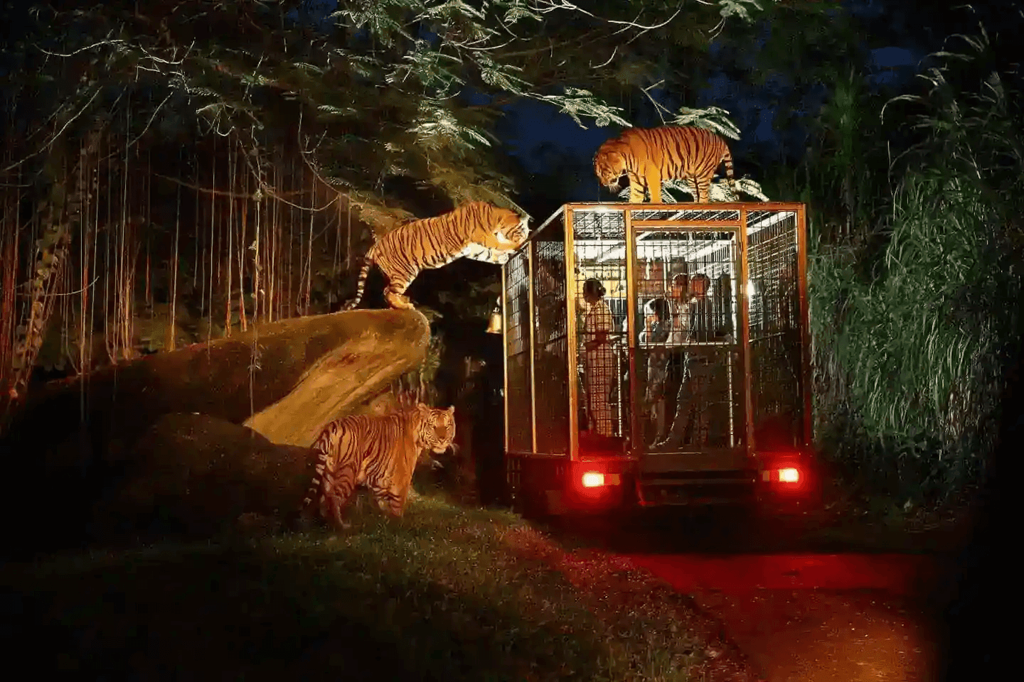 Night Safari at Safari Resort